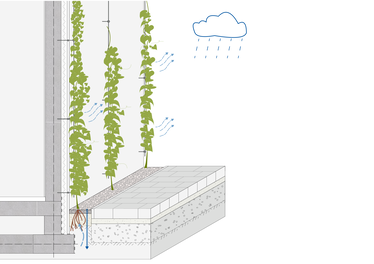 Funktionsschema einer bodengebundenen Fassadenbegrünung. ©BUKEA/W