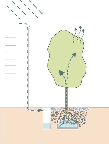 Regenwasser vom Dach wird über Fallrohre direkt in die Rigole unterhalb der Baumwurzeln geleitet