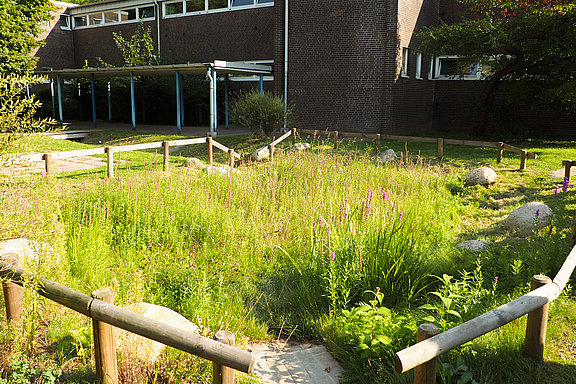 Wildblumenwiese in Versickerungsmulde am Albrecht-Thaer-Gymnasium