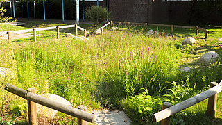 Albrecht Thaer Gymnasium Wildblumenwiese Wildblumenwiese in Versickerungsmulde am Albrecht-Thaer-Gymnasium