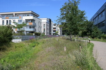 In groß angelegten Versickerungsmulden mit wildem Bewuchs kann Regenwasser in die Erde sickern. Gleichzeitig bieten sie Lebensraum für viele Insekten.