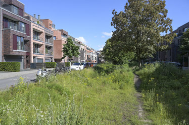 Die Versickerungsmulden sind mit feuchtliebenden Pflanzen dicht bewachsen. Ein Trampelpfad zieht sich durch die Mulden hindurch. 