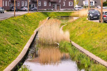 In der Bachmulde, der zum zentralen Teich führt, kann sich Regenwasser sammeln und abtransportiert werden.