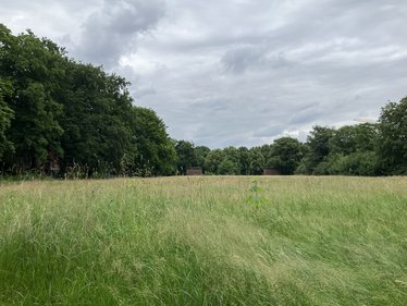 Über das NABU Projekt UnternehmenNATUR entstand auf einer Freifläche neben den Bürogebäuden ein Trockenrasen.