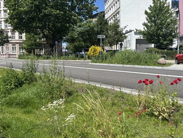 Begrünte Inseln schaffen Sicker- und Retentionsflächen im versiegelten Straßenraum.